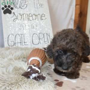 Boots, Mini Goldendoodle Puppy